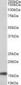 RPL23 / L23 Antibody (C-Terminus)